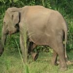Elefant in Nationalpark läuft ins Gras