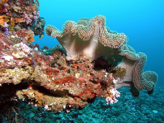 Malediven Korallen beim Tauchen