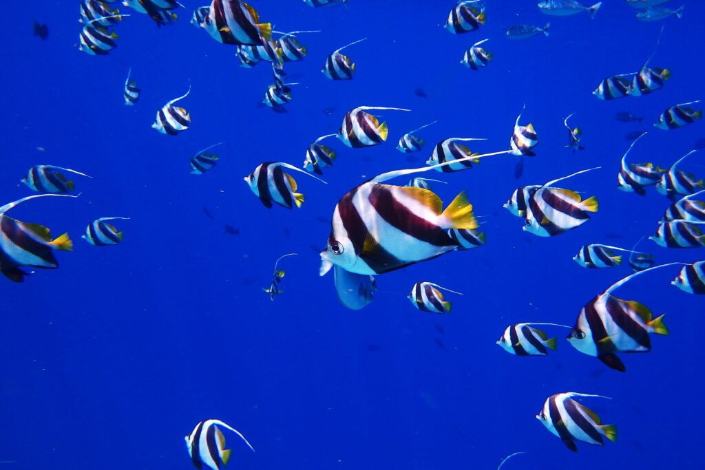 Malediven Tauchen Fischschwarm