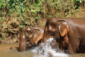 Kambodscha Elephant Valley Elefanten im Wasser