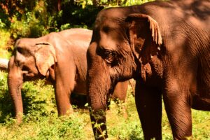 Kambodscha Elephant Valley Project 2 Elefanten