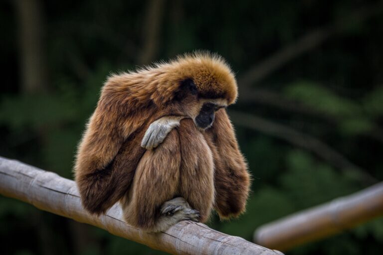 Kambodscha Gibbon Affe