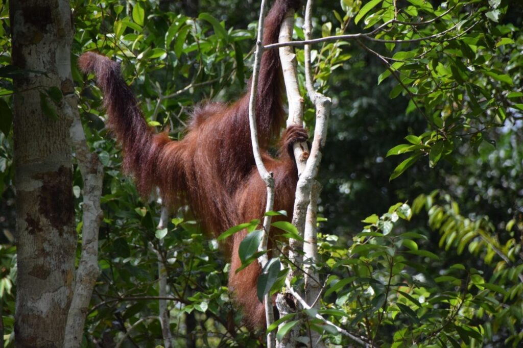 Tanjung Puting Nationalpark kletternder Orang Utan