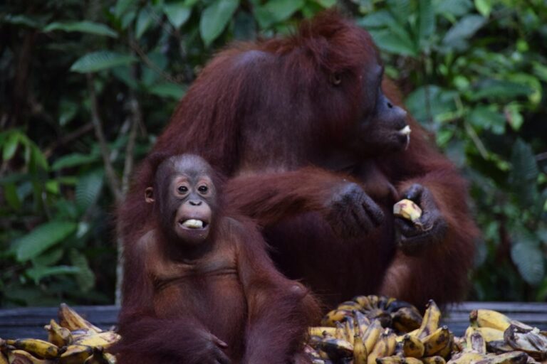 Tanjung Puting Nationalpark Orang Utan Familie