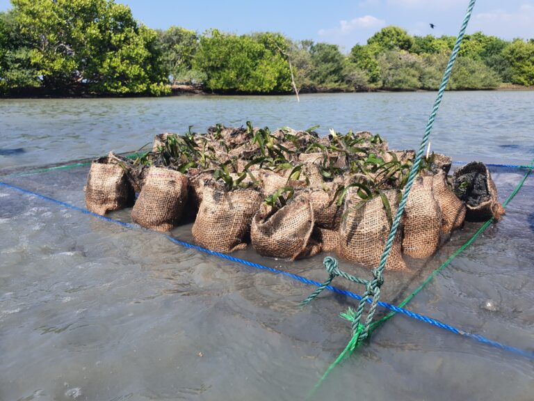 Freiweilligenarbeit in Seagrass Restoration