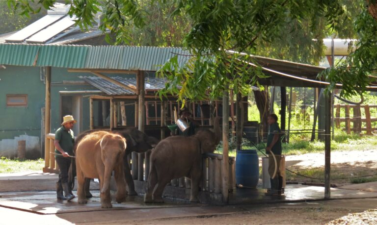 Udawalawe Elephant Transit