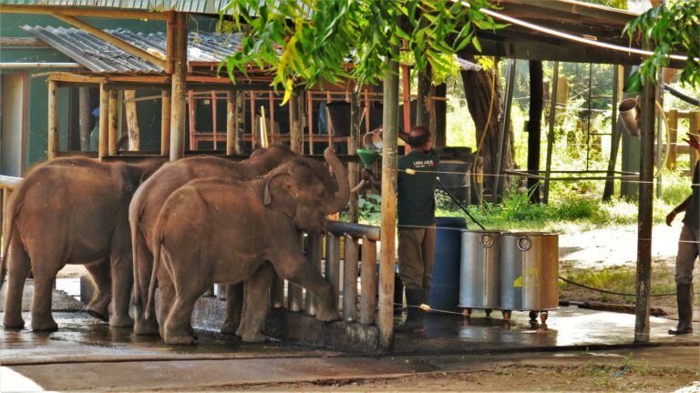 Udawalawe Elephant Transit Home