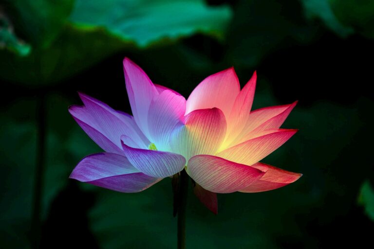 Thailand Lotusblüte