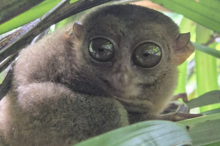 Bohol Tarsier