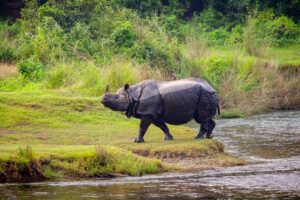 Chitwan Nationalpark Nashörner im Gras
