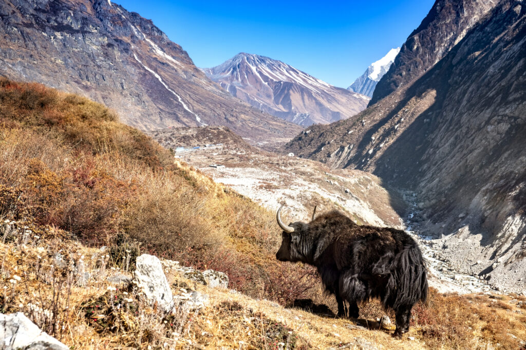 Langtang Trek Yakherde auf Weide