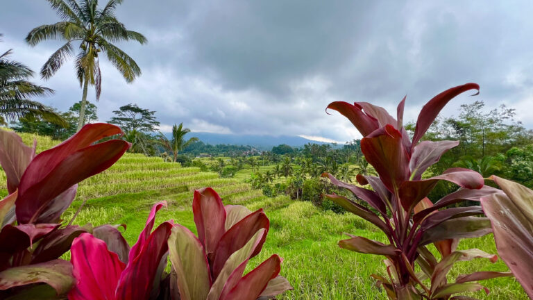 Bali Ausblick Reisterrassen