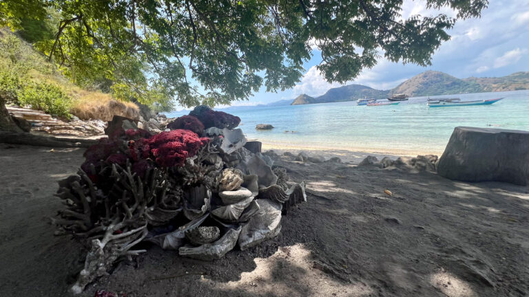 Bali Korallen am Strand