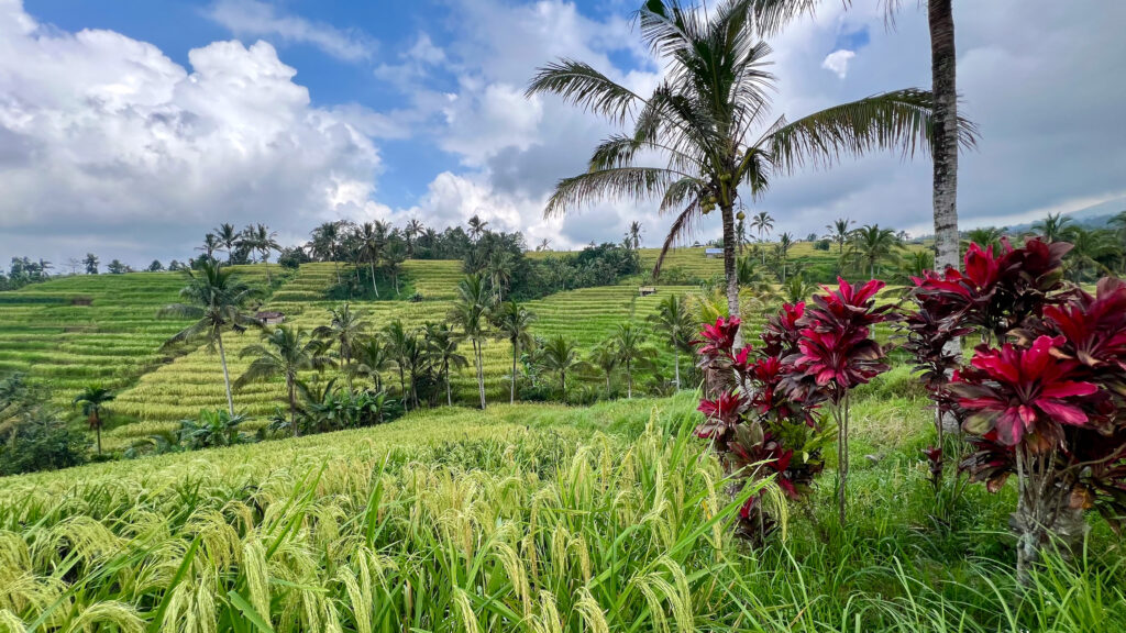 Bali Reisterrassen