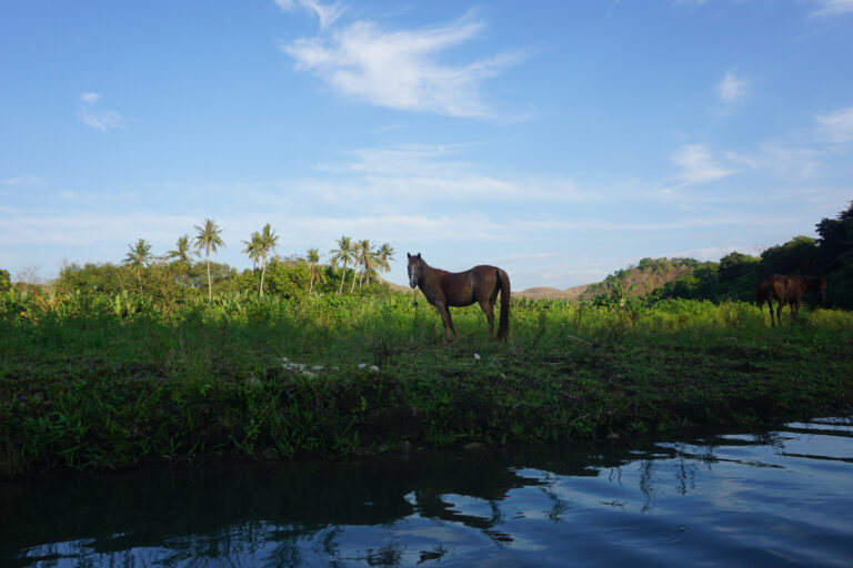 Sumba Waingapu Kajakfahrt Morinda Ausblick mit Pferden