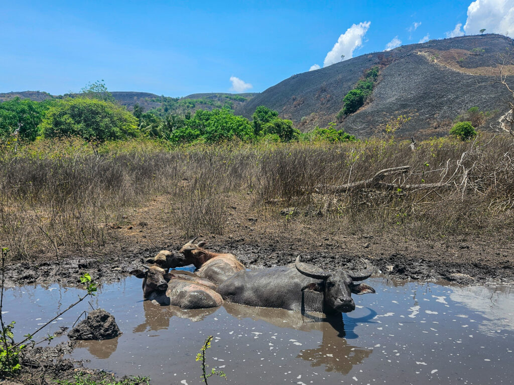 Sumba Waingapu Savanna Büffelfamilie beim Schlammbad