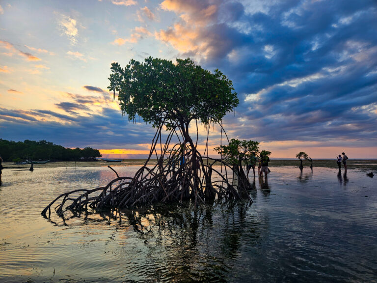 Sumba Waingapu Walakiri Beach Mangroven Sonnenuntergang