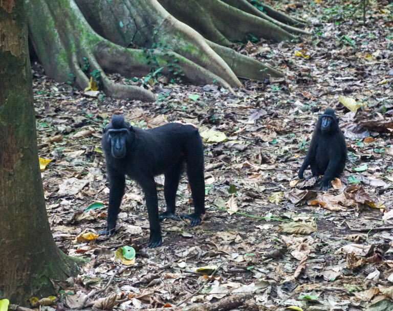 Sulawesi Tangkoko Nationalpark Affen