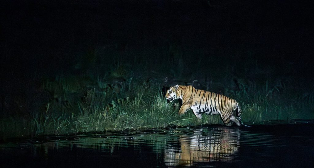 Burhan Wilderness Camp Tiger