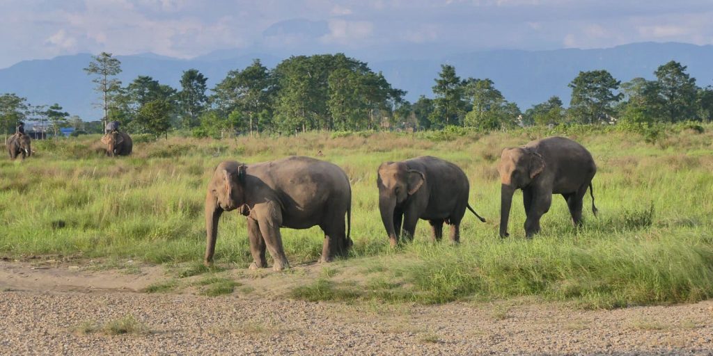 Sapana Village Lodge Elefanten