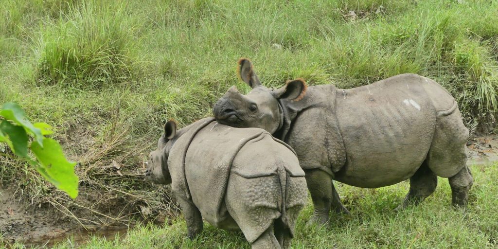 Sapana Village Lodge Nashörner